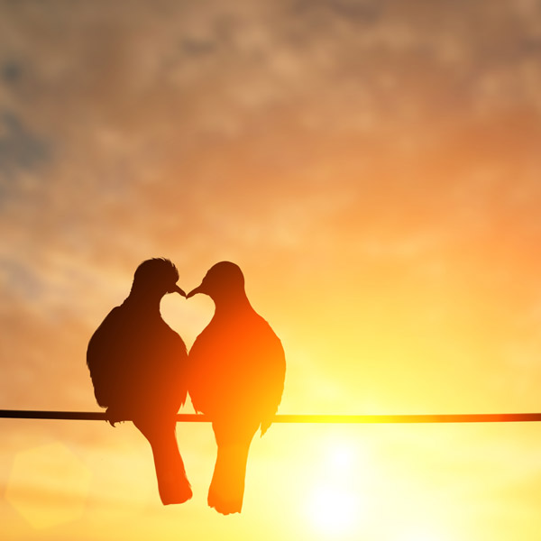 Two birds sitting on an electric pole wire during sunset, with their beaks coming together to form a heart.