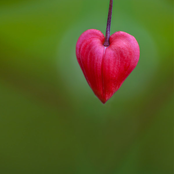 Green background with a red leaf in the shape of a heart in the center