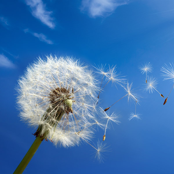 A dandelion with ligules on the right side floating off into the breeze, with a background of blue sky with four clouds.